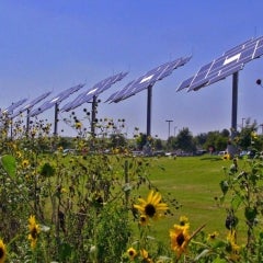 Applied Materials Solar Sunflowers