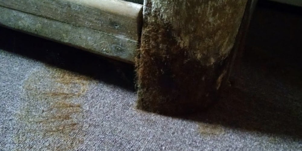 Aspergillus mold on a carpet
