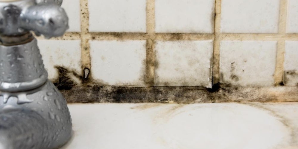 Cladosporium mold growing on shower tile