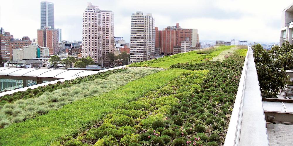An extensive green roof on a city building
