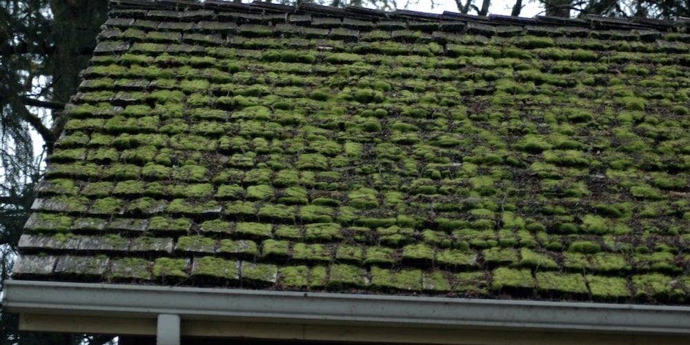 Mossy roof