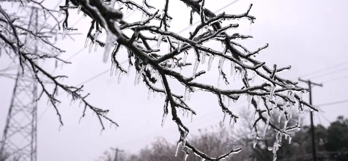 frozen tree branch in texas with a utility in the background